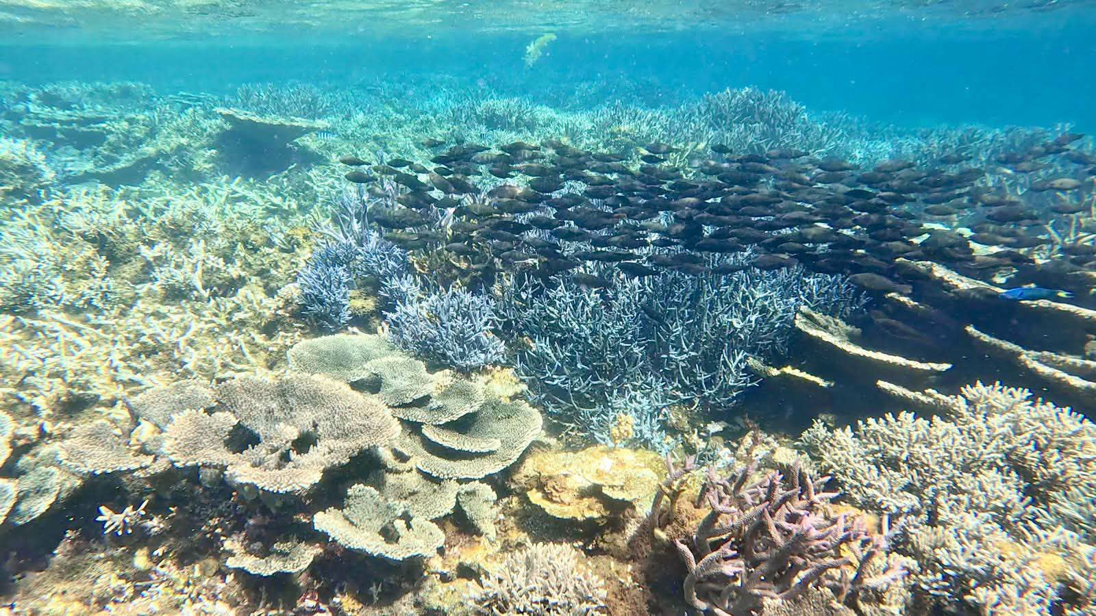 Coral gardens in the turquoise waters of the Abrolhos Islands